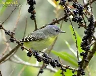 Vireo philadelphicus